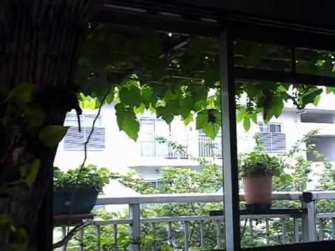 Grapes On My Balcony ベランダでぶどう Raisin Sur Mon Balcon 1 Youtube