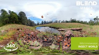 Wild Immersion: Insect World - Teaser