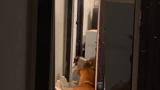 BCSO: Bondable Pup Roxie