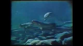 The Atlantic Salmon 1979 Opening