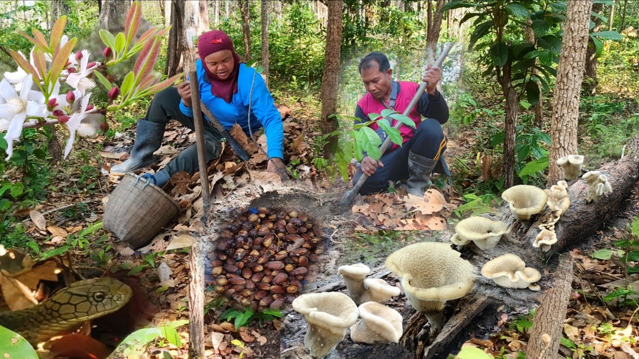 เข้าป่าหาขุดแมงจีนูนเจอเห็ดบดเห็ดลมกำลังแตกขอน ดอกอ่อนๆพอดีแกง หมานทั้งแมงจีนูนได้หลายร้อยตัว