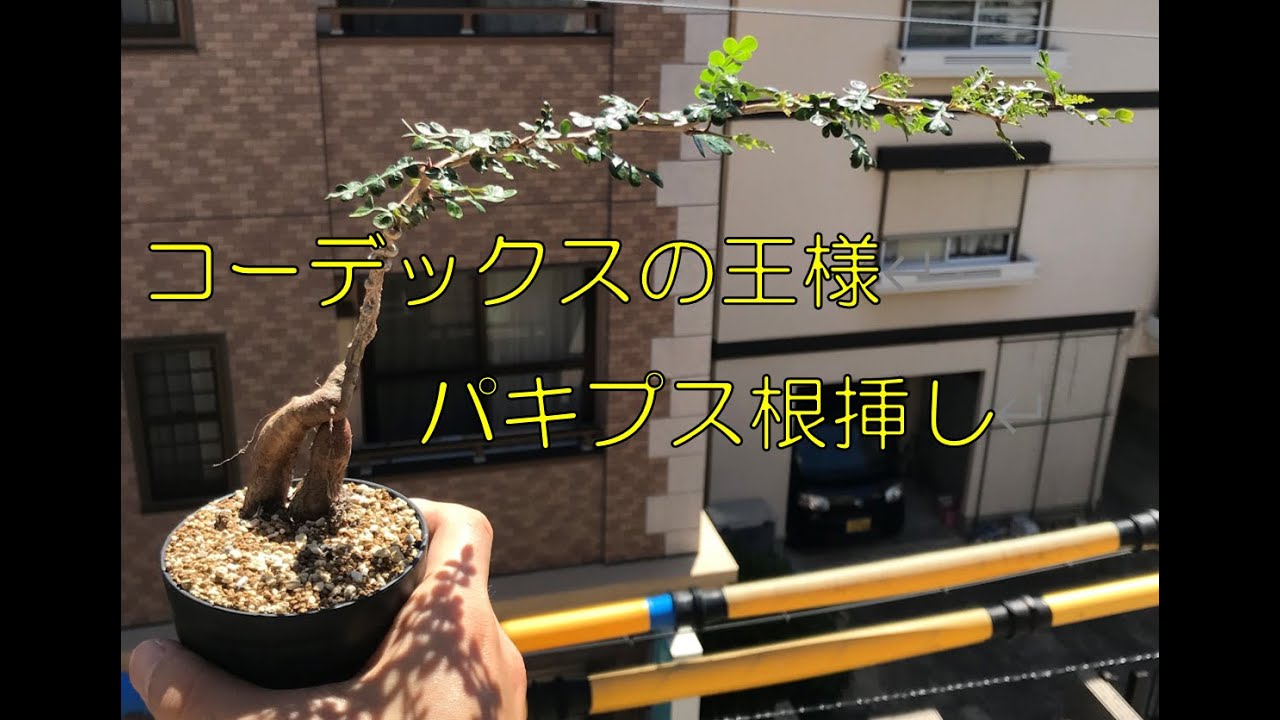 コーデックスの王様パキプスの根挿し方法