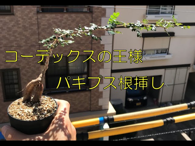 コーデックスの王様パキプスの根挿し方法 - YouTube