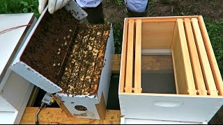 How to Install a Nuc - I Got 5 More Beehives!