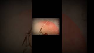 Leyenda Japonesa  Kuchisake Onna  Historia De Terror shorts