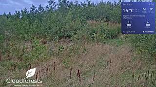 Native Woodland Gift Tree Grove From Cloudforest One Lahinch