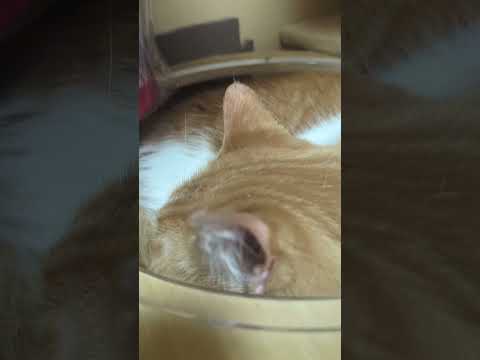 3/31ベッドのみい太(´・ω・`)