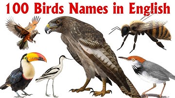 100 Birds With Picture | Birds Sound Name | Birds Names in English  | Kids Video #birds  #animals
