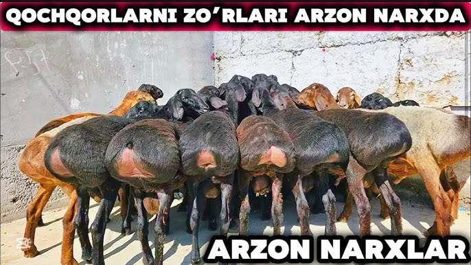 Rus oilaviy porno ona ogil ota qizi