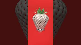 Las Extañas Frutas de Japón 🎌