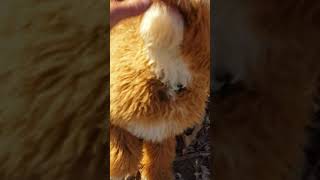 Ruby - Training Long Distant Recall with Positive Reinforcement.  Graduation Day for Ruby  03 09 21