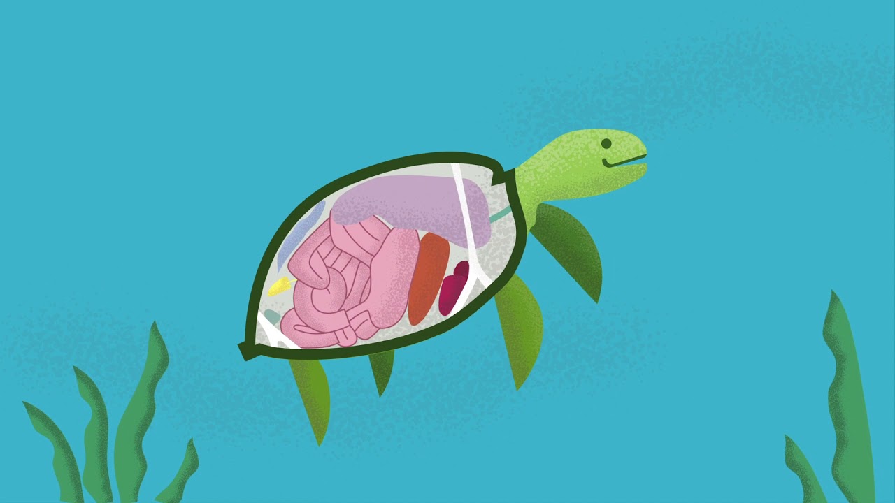 Le problème du plastique dans l’océan | Canadian Geographic