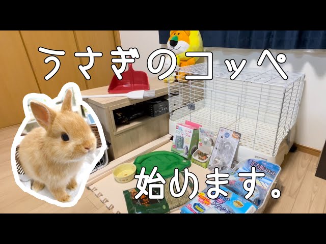 うさぎのコッペの飼育を始めます。【ネザーランドドワーフ】 - YouTube