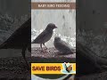 Baby Bird Feeding #shorts #savebirds