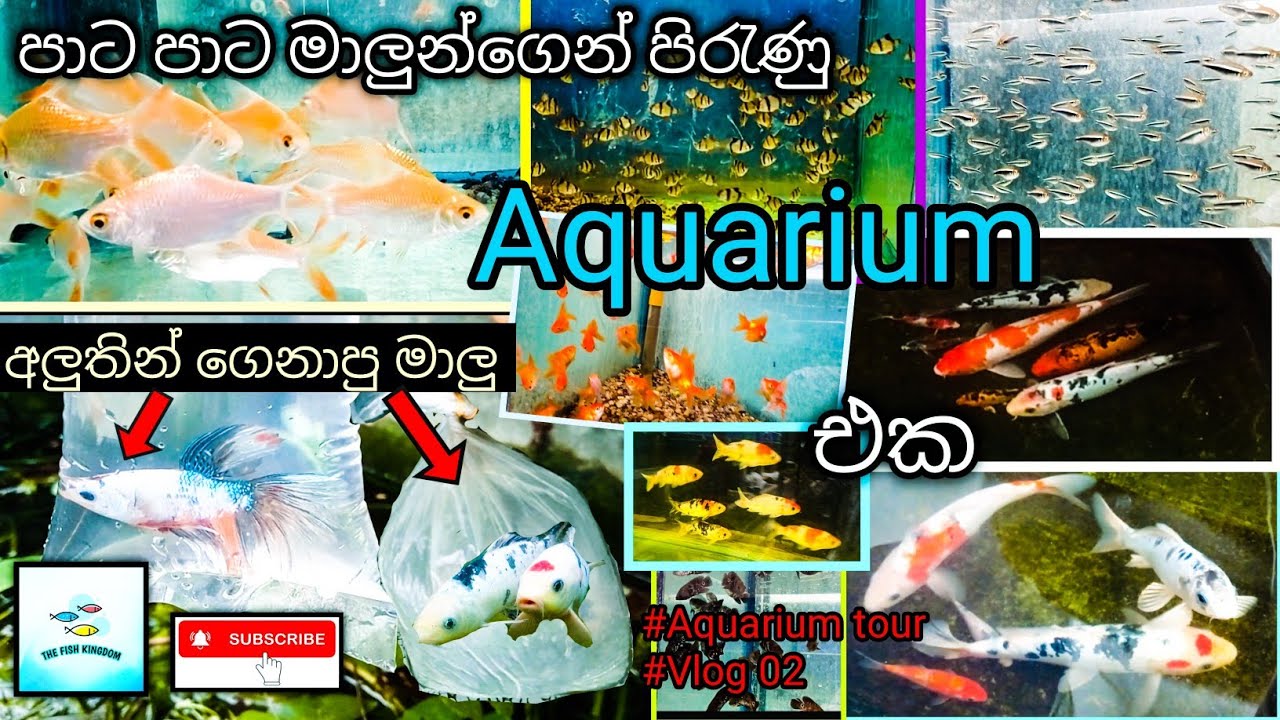 අලුතින් මාලු ගේන්නත් එක්ක ගිය Aquarium Tour එක  😍