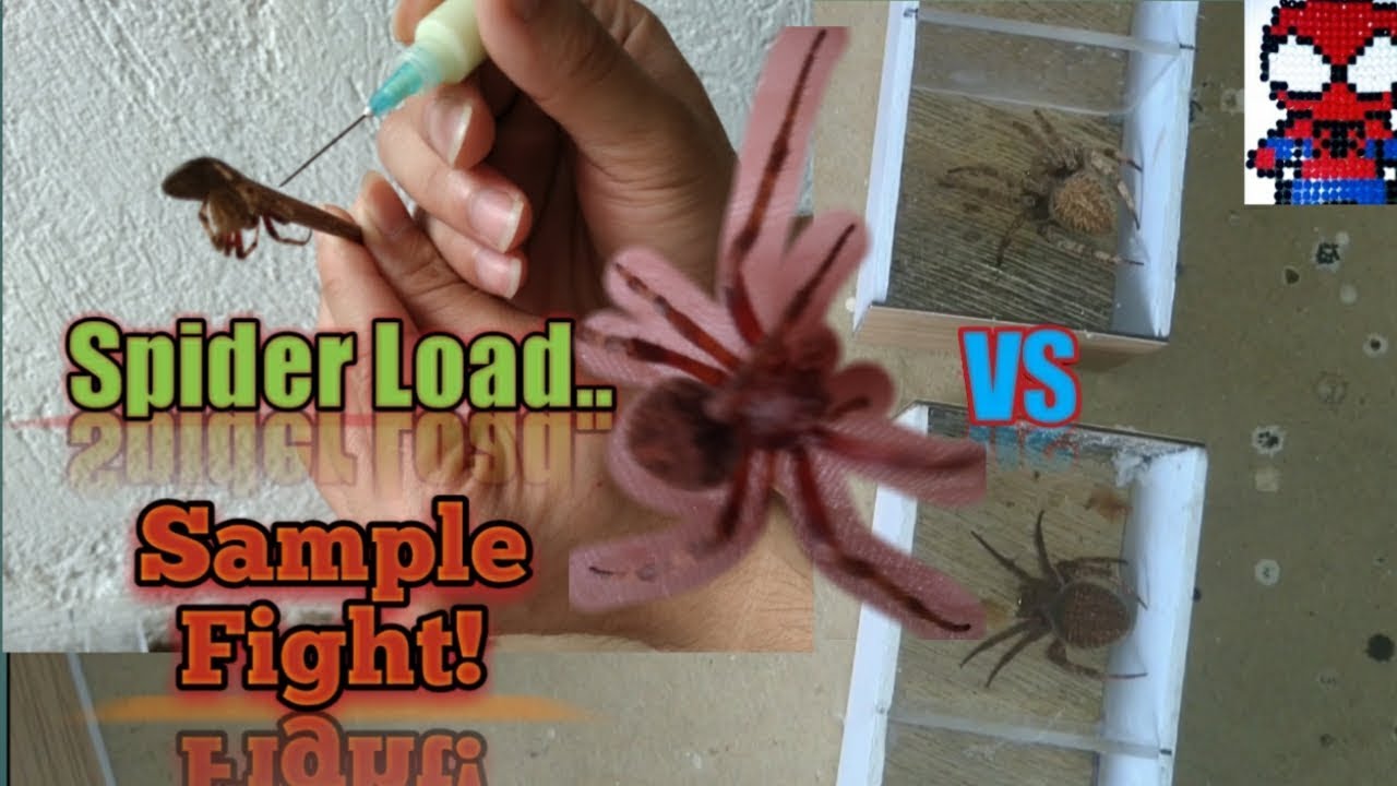 USING SPIDER LOAD GUIDE & EPIC Sample Fight_Must Watch!!! - YouTube