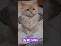 My cat family, chameli,Ruhi & Shera #viralvideo #treandingshorts