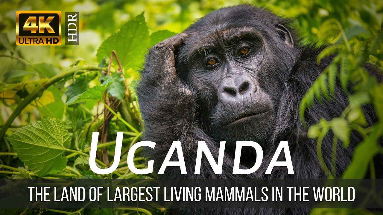 Travel Beauty of Uganda in 4K Ultra HD by Drone | The Land of Largest Living Mammals in the World