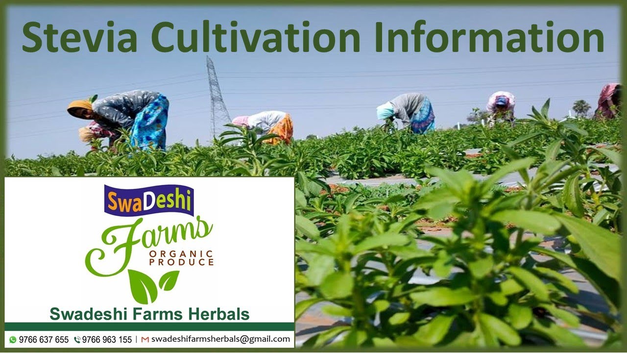 Stevia Farming Information - Step by Step Guide for Beginners - Stevia Cultivation