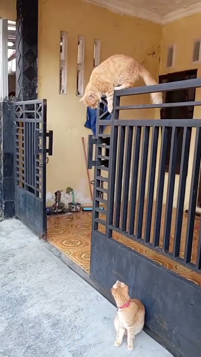 Astofirrullah mbulll lompat Pagar #funny cat #kucinganggoralucudanimut