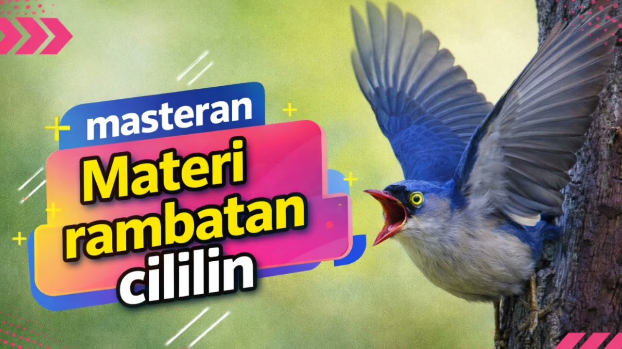 Rambatan Paruh Merah Gacor GAK ADA OBAT Cocok Buat Masteran Burung Gantangan 22 Februari 2026
