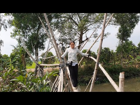 Đi Hàng trăm Cây số để Xem Người ta Thu Hoạch Dưa hấu & Bán Dưa tết (p 2)