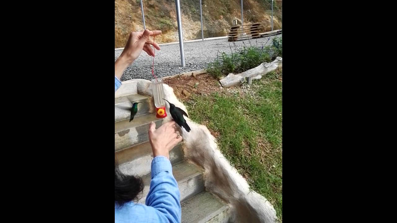 Hand-feeding the Hummingbirds / Violet Sabrewing at Quinta GALEON / Costa Rica
