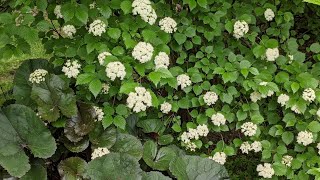 Late May Garden Tour