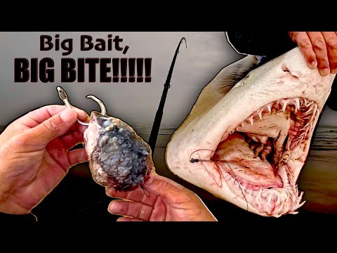 FISHING FOR RAGGED TOOTH SHARKS IN COLD WATER. COLD AND RAINY FISHING DAY! BIG MALE SHARK!