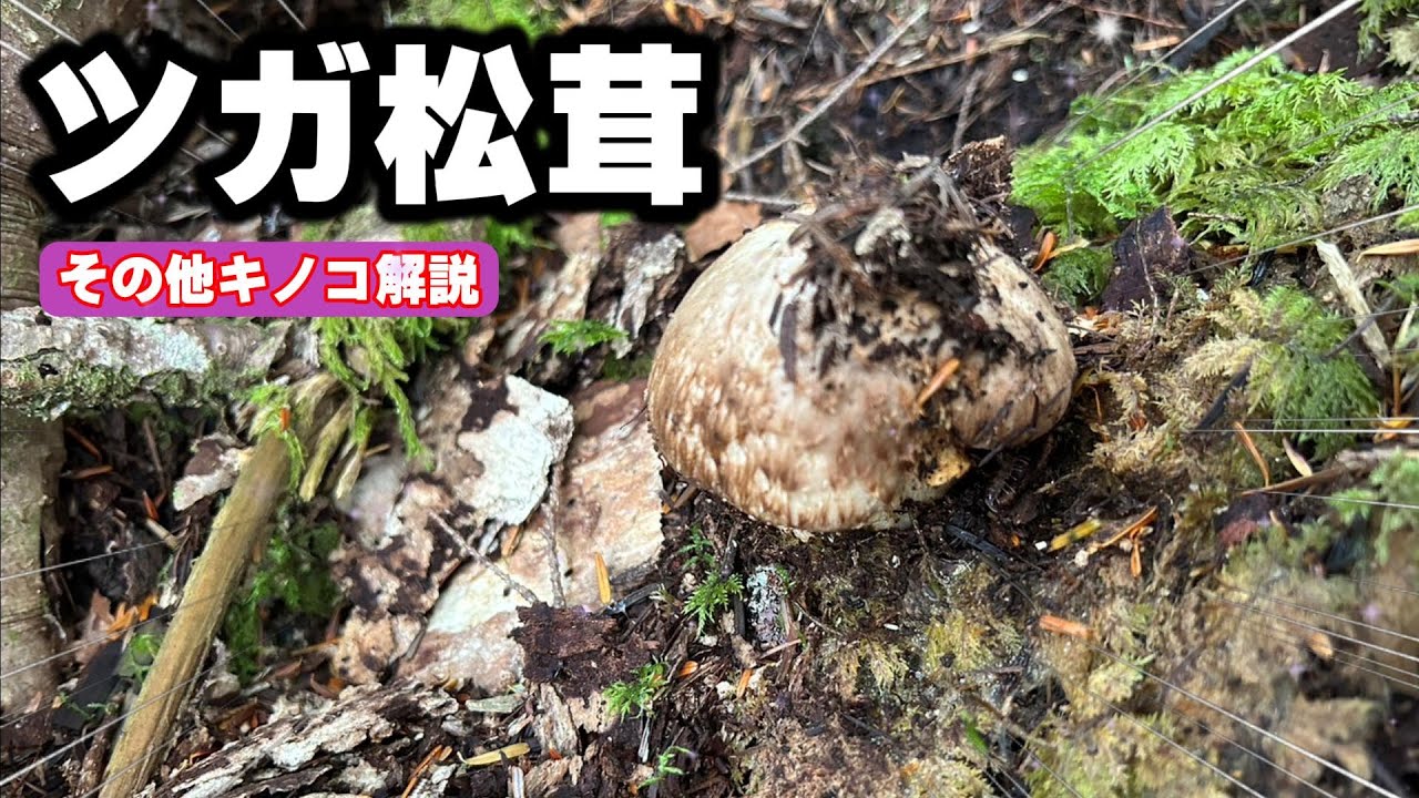 【きのこ狩り】ツガ松茸狩り　探しに行こう!!