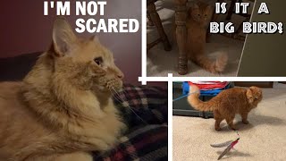 New Toy Experiment🪶