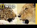 Clash Of Queens Lion Vs Leopard Savage Kingdom Compilation Nat Geo Animals Clash Of Queens Lion Vs Leopard Savage Kingdom Compilation Nat Geo Animals