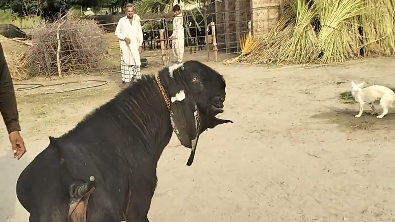 چھ لاکھ والے بکرے کی ویڈیو منظر دیکھیں اور اس کے مناظر دیکھیں ماشاءاللہ بہت خوبصورت ہیں 