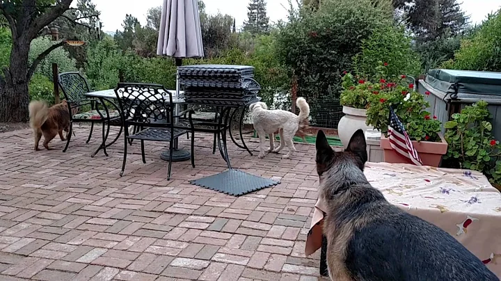 Angel Nala Rosie Burt Giuseppe run play