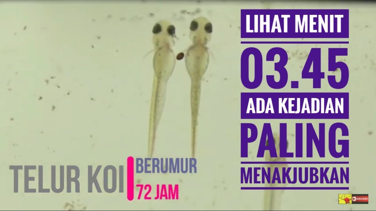 Menakjubkan Proses Pemijahan Hingga Telur Ikan Koi Menetas - YouTube