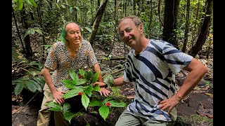 Download Lagu FIELD TRIP WITH PATRICK BLANC IN SOUTHWEST PAPUA - MALAGUFUK LOWLAND RAINFOREST MP3