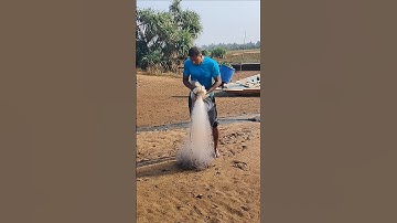 the amazing best net fishing My village #pringruralfisherman #fishspecies #riverfish# fishinglifi