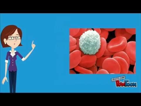 Video: Adakah sel darah putih mempunyai nukleus?