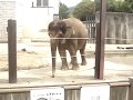 サトウキビを食べる ふくちゃん 2018.5.27