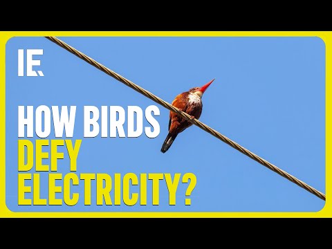 Why don&rsquo;t birds get electrocuted on power lines?