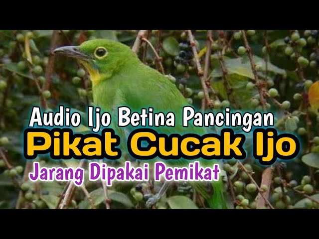 SUARA PIKAT BURUNG CUCAK IJO | BORNEO❗ class=