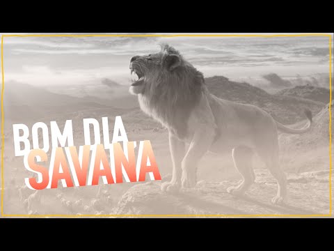 BOM DIA, SAVANA 13 | Alex Bill Jr.