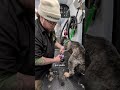 Frankie's Nice Paws 🐾 Nail &amp; Paw Care Done Right | PNWGROOMS
