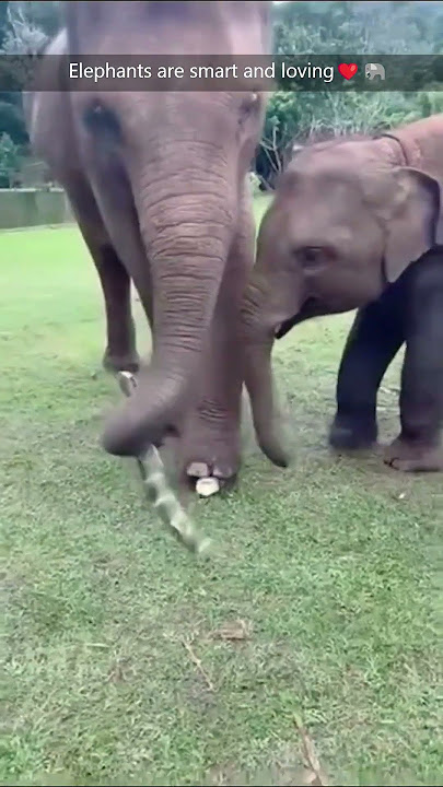 TT49 Elephants are smart and loving #elephant