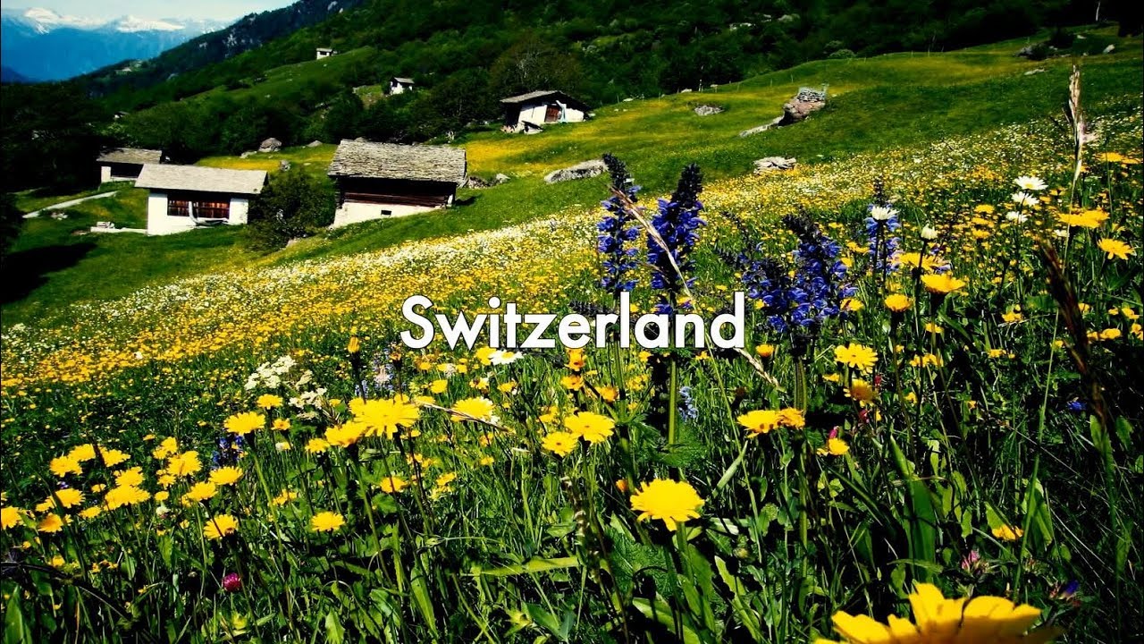 MAVA Switzerland Programme