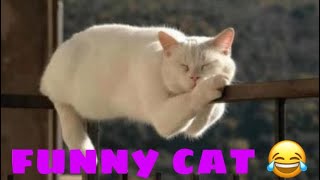 cat cute and funny moment (short video clip)