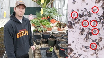 How to Extract Root-Knot Nematode Eggs from Roots