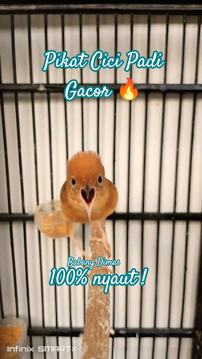 Pikat Cici Padi Gacor🔥#cicipadi#salome#cicipadigacor#cicimerah#salomegacor#prenjaksawah#prenjakpadi