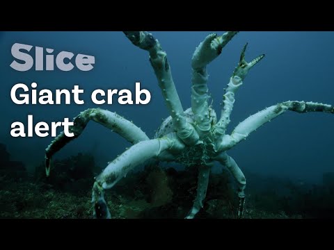 Video: King crab: descriere, reproducere, preț