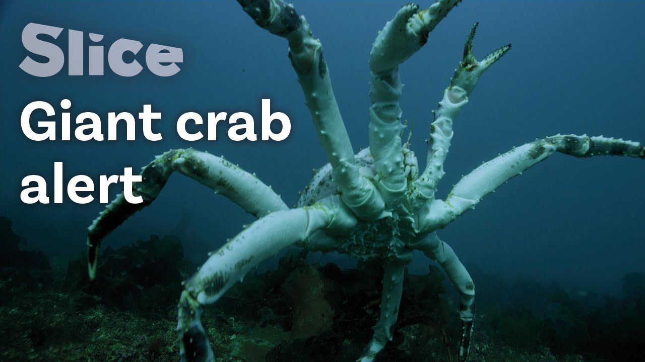 King Crabs Menacing Biodiversity, Fjords Of Norway | Slice